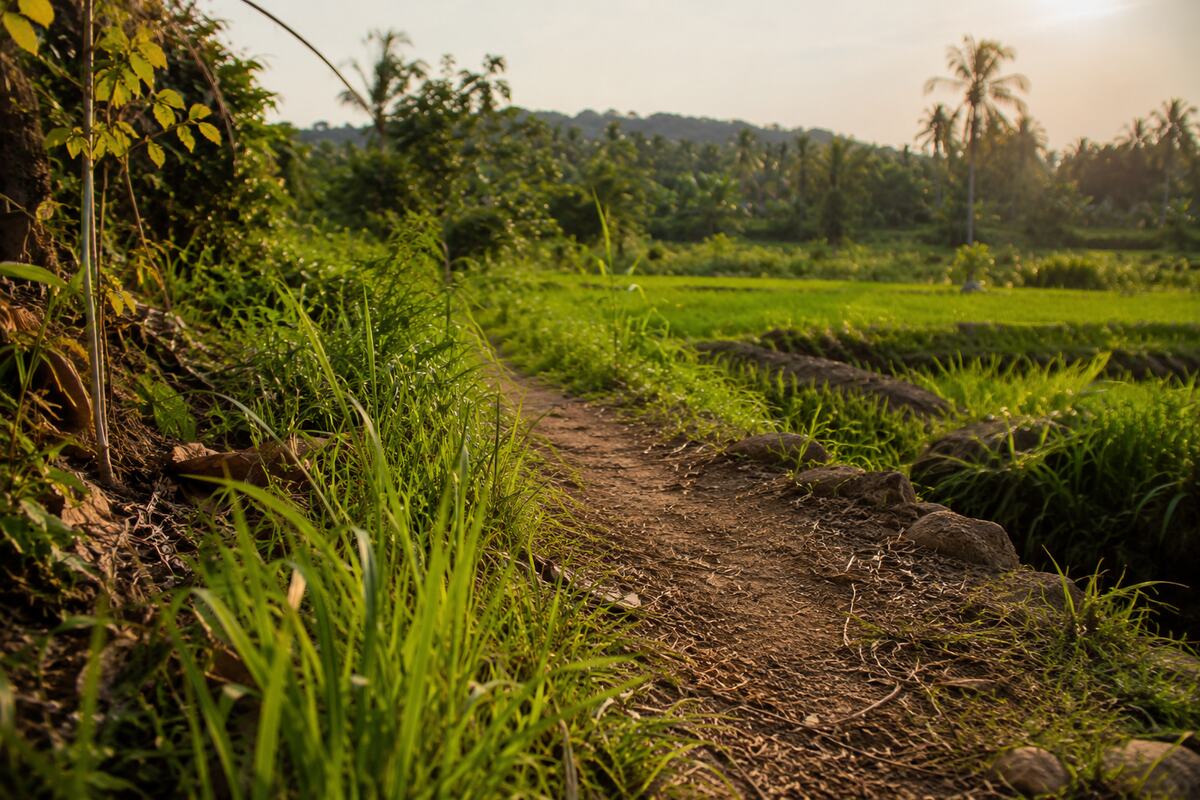 Scorpion and Centipede Stings in Sri Lanka: What Travelers Need to Know
