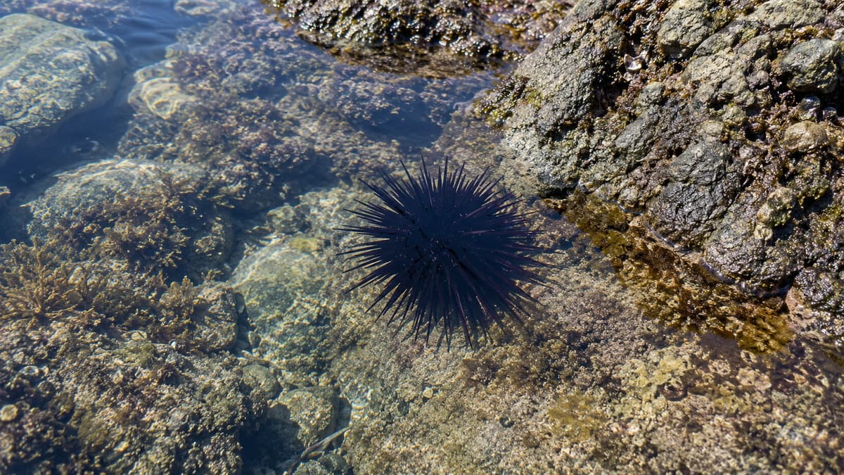 Stingray and Stonefish Stings in Arugam Bay: The Hot-Water First Aid That Actually Works